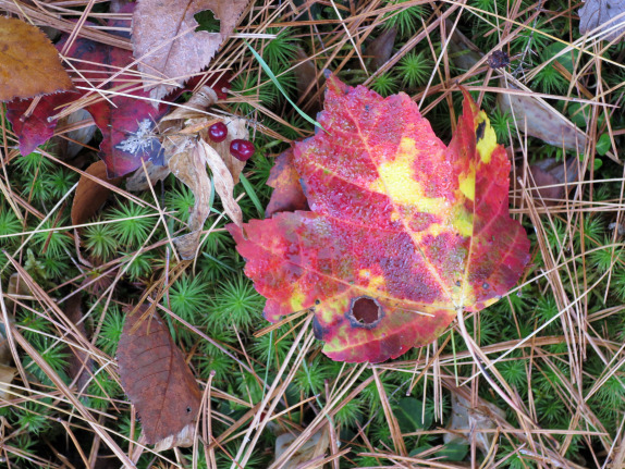 ALBUM REVIEW: Mamoru Fujieda’s “Patterns of Plants” | SECOND INVERSION